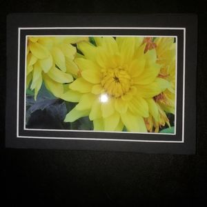 Framed Photo of  Yellow flower